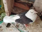 কিছু দেশি জাতের প্রাপ্ত বয়স্ক কবুতর