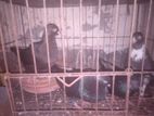 কিছু দেশি কবুতর বিক্রয় হবে।