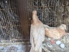 কিছু গিয়া চুল্লি, বাজরিগার পাখি বিক্রি করা হবে