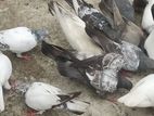 কিছু হাই ফ্লাইয়ার রানিং গিরিবাজ কবুতর