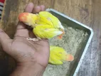 Kichu High Mutetion Love Bird Baby Sell Hobe