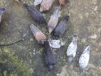 কিছু কবুতর বিক্রি করা হবে