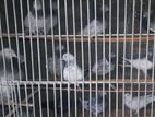 কিছু কবুতর সেল হবে