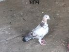 কিছু কবুতর সেল হবে।।