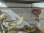 কিছু কোকাটেল পাখি বিক্রয় করা হবে