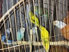 কিছু মেল ফুল রানিং বাজিগার পাখি হাত বদল হবে
