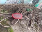 কিছু নাড়িকেলের ডাগুর সহকারে পাতা বিক্রি করবো