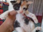 কিছু পাশিয়ান মিক্সড ব্রিড Kitten Cat Sell হবে