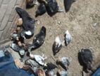 কিছু ফাওমি মুরগি ও টাইগার বিক্রি করা হবে