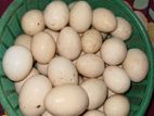কিছু সাদা চিনা হাঁসের বীজ ডিম বিক্রি