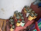 Succulent Plant Sell Hobe