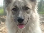 কীসহন্ড মিক্স (keeshond Mix) বিক্রয় হবে