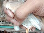 কিং কোয়েল
