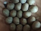 কিং কোয়েল মাস্টার পেয়ার