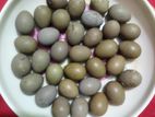 কিং কোয়েল পাখি বীজ ডিম বিক্রি হবে