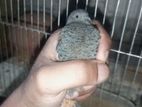 কিং কোয়েল পাখি