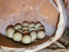 কিং কোয়েল পাখির বীজ ডিম