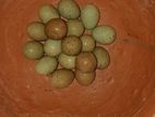 কিং কোয়েলের বিজ ডিম
