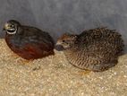 কিং কোয়াল (king/button quail)