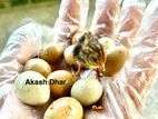 কিং কোয়েল বেবি