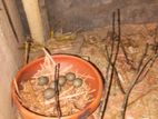 কিং কোয়েলের বীজ ডিম