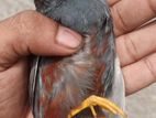 কিং কোয়েলের বিজ ডিম