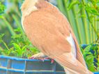 কিং ও সিরাজী কবুতর এডাল্ট