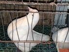 কিং সাদা কবুতর