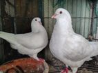 King Kobutor White