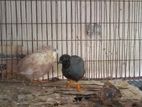 "king Koel" For Sell
