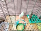 King Koyel Running Pair