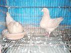 King Pigeon