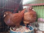 king pigeons