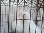 KING PIGEONS FOR SALE