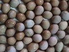 King Quail বীজ ডিম