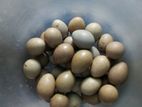 King Quail বীজ ডিম