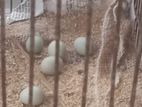 King quail Bij dim 5piece