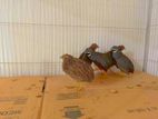 King Quail Classic master pair