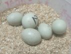 King Quail Er Dim Sell Hbe (pre Order)