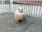 King Quail Female