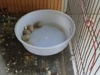 King Quail