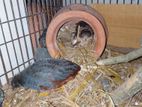 King Koyel for sell