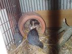King quail