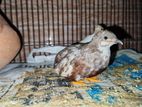King Quail