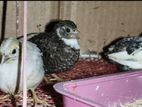 King Quail