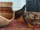 King Quail