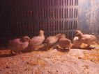 King Quail (কিং কোয়েল)