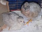 King Quail