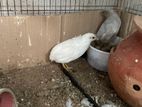 king quail running pair