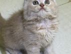 kitten cat for sell